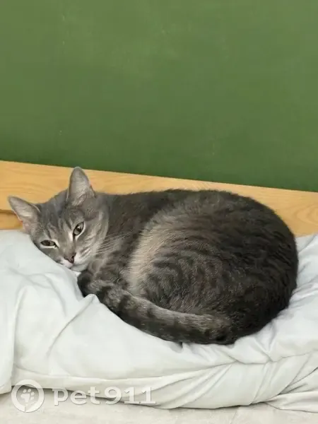 Пропала кошка, улица Гоголя, 202, Новосибирск - выбежал из подъезда утром - photo