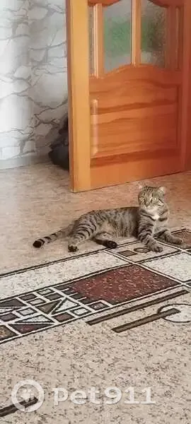 Пропала кошка, Больничный проезд, 10А, Оренбург - злюка, кусака - photo