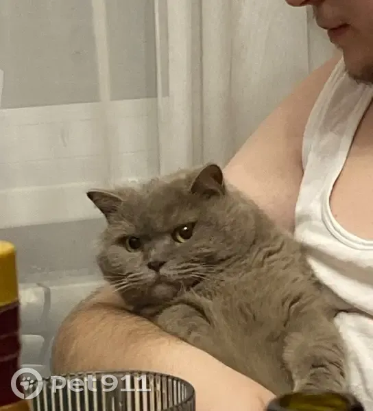 Пропал кот, Пушкинская улица, 33, Ростов-на-Дону - ленивый и редко мяукает - photo