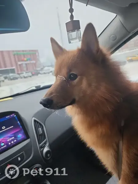 Пропал собака, рыжая, Подольск - photo