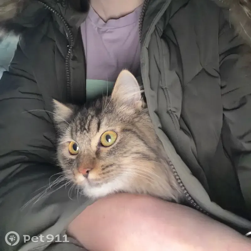 Найдена кошка, улица Гагарина, 149, Кемерово - сибирский кот, пушистый - photo