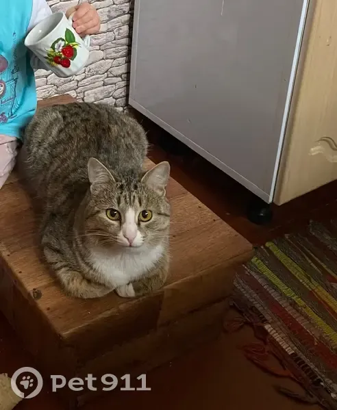 Пропал кот, улица Красная Площадь, Оренбург - ушел из дома 10 дней назад - photo