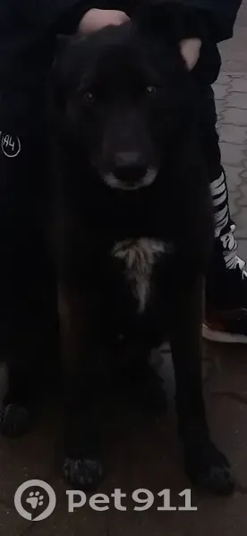 Пропала собака, Катынь, Смоленская область - черный с белой грудкой - photo