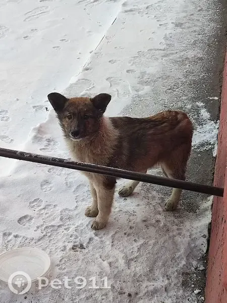 Найдена собака, улица Маяковского, 85, Омск - сидит около 3 подъезда - photo