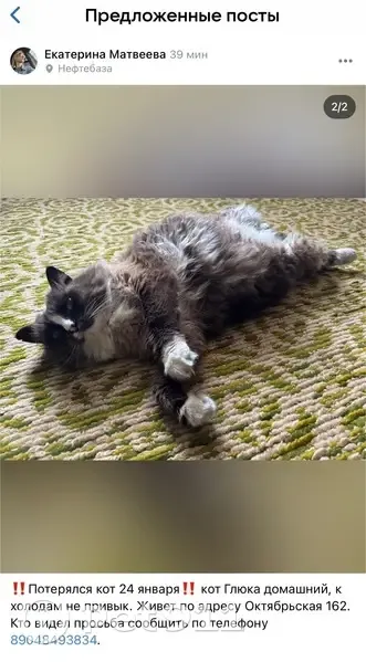 Пропал кот, Октябрьская улица, Кунгур - пушистый бежевого цвета - photo