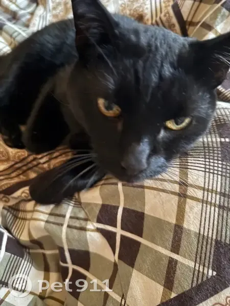 Пропал кот, 63Б, Троицкое - чисто черный, 9 лет - photo