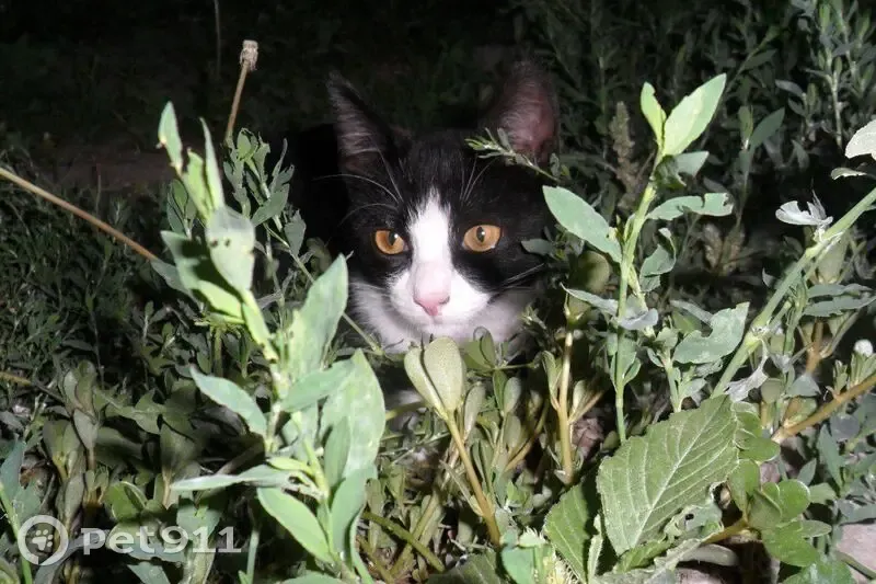 Пропал кот, Орская улица, 34, Сорочинск - чёрно-белый, ласковый и общительный - photo