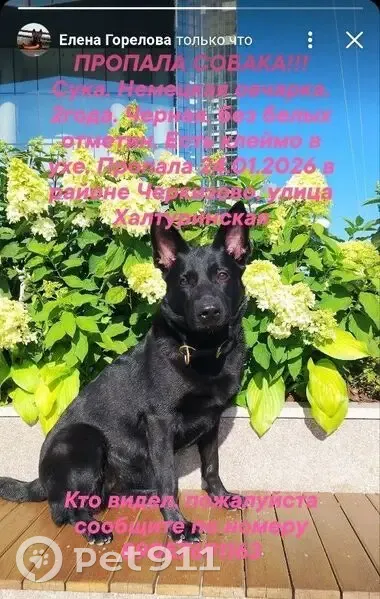 Пропала собака, Окружной проезд, Москва - чёрная немецкая овчарка - photo