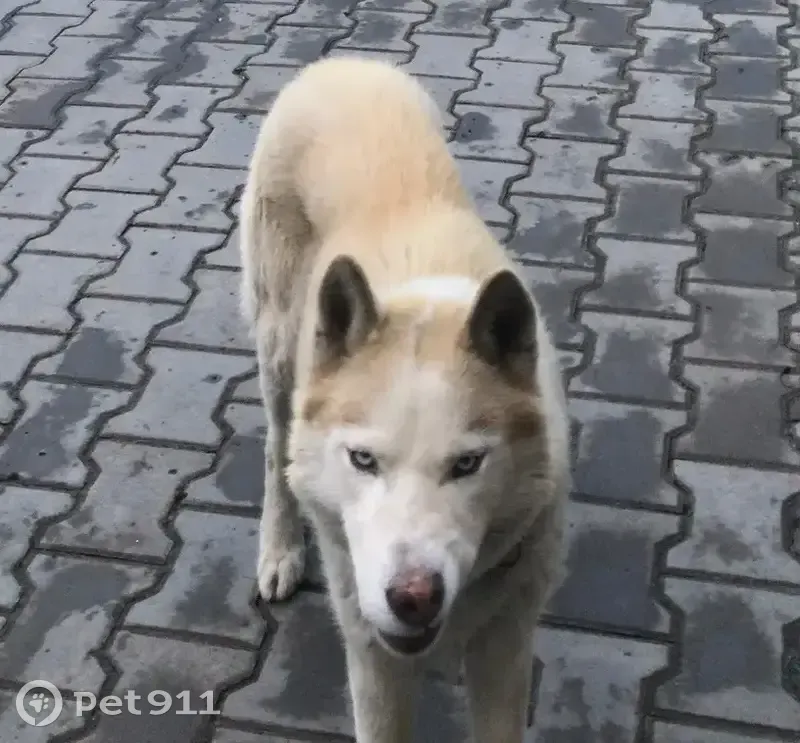 Пропал хаски, мужской, Волгоград - рыжий с белым - photo