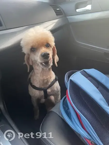 Пропал собака, улица Академика Бардина, 7/3, Екатеринбург - персиковый пудель, подстрижен - photo