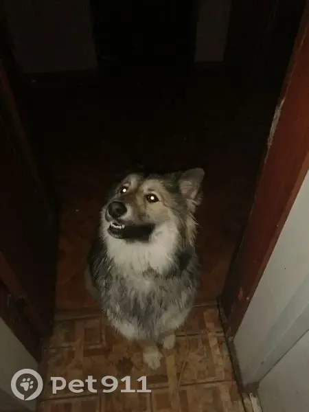 Пропала собака, Будьково, Московская область - очень ласковая - photo