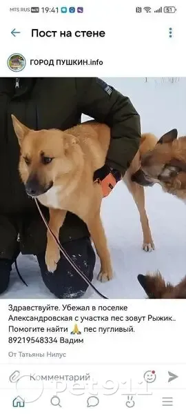 Пропал собака, мужской, Аграрная улица, 23, Александровская - photo
