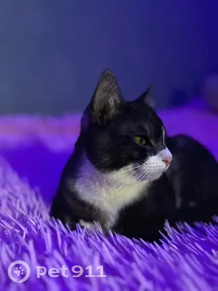 Пропал кот, район Некрасовское шоссе, Кострома - photo