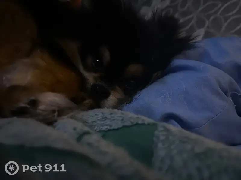 Пропал собака, улица Привалова, 77, Чистополь - чёрный шпиц - photo