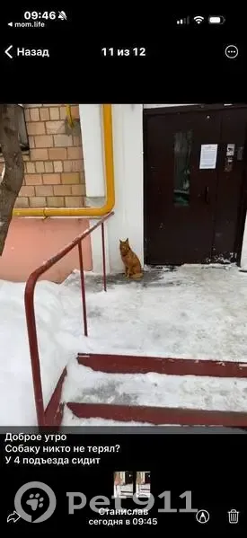 Пропала собака, Большая Филёвская улица, 45 к1, Москва - рыжая, похожа на лису - photo