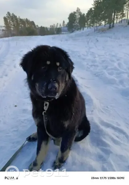 Пропала собака, Больничная улица, 1, Улан-Удэ - чёрная с ошейником - photo