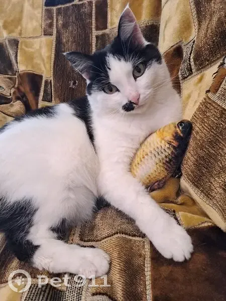 Пропала кошка, Цветочная улица, 4, Лобань - черно-белая с пятнышком у носа - photo