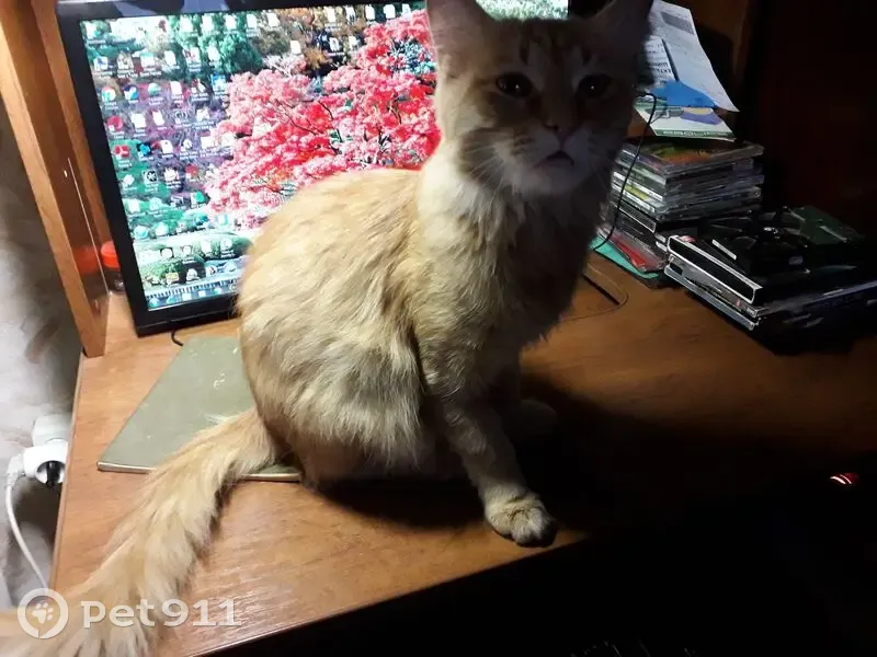 Пропал кот, улица Завадского, 9, Владимир - крупный, рыжий с белыми вкраплениями - photo