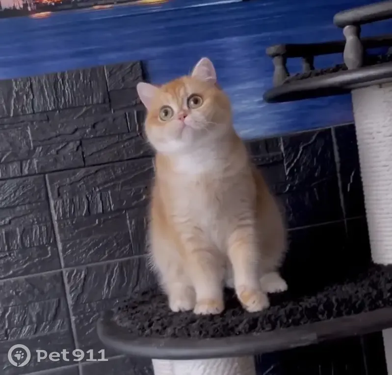 Пропала кошка, улица Кравченко, 12, Москва - рыжая, без полосок - photo