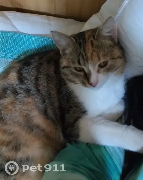 Пропала кошка, 53/37, Набережные Челны - трёхцветная, отзывается на 'Вики' - photo