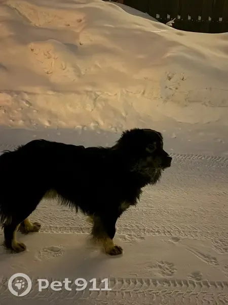 Найдена собака, Осенняя улица, Томск - очень контактная - photo