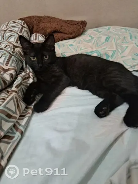 Пропал кот, Электрозаводская улица, Рязань - черный с полосами - photo