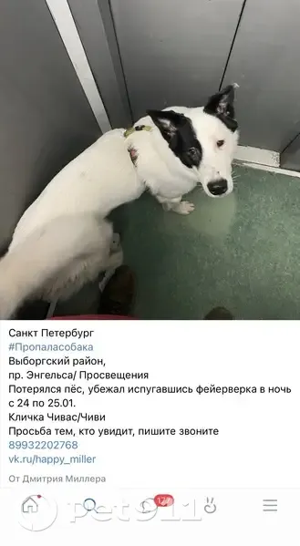 Пропал собака, проспект Энгельса, 149 к3, Санкт-Петербург - испугался фейерверка - photo