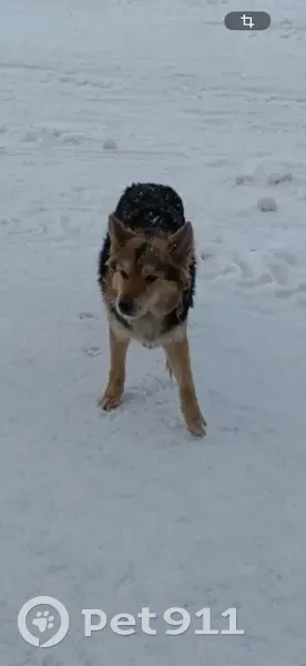 Пропал собака, 8-й район, 189, Рязань - добрый и не агрессивный - photo