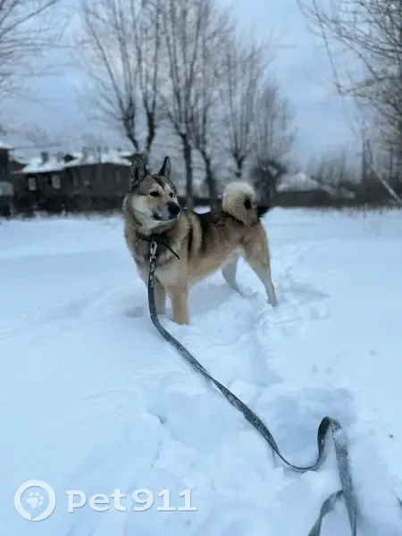 Пропал собака, улица Максима Горького, Тавда - западносибирская лайка рыжего окраса - photo