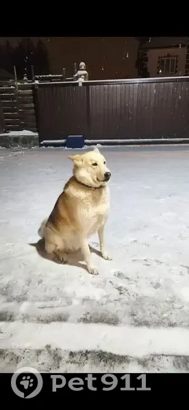 Пропал собака, улица Вишнёвый сад, 10, район Внуково, Красные Горки - метис хаски с тёмным ошейником - photo