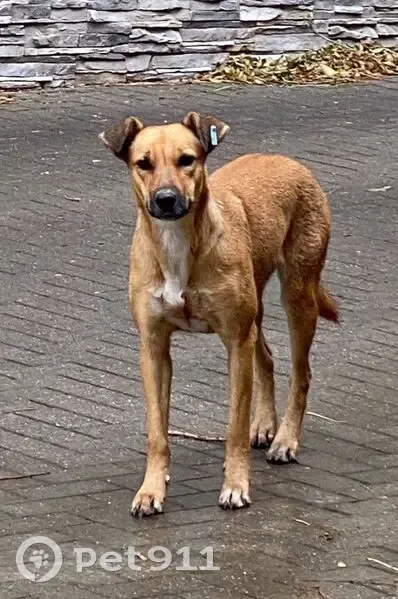 Пропала собака, Северо-Западный район, Ставрополь - крупная с голубой биркой - photo