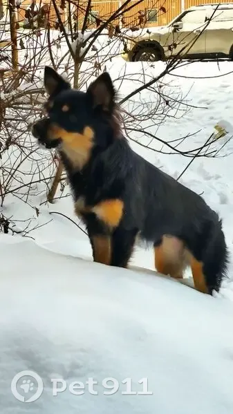 Найдена собака, девочка, Новокузнецк — Бийск, Кузедеево - photo