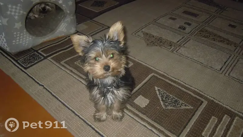 Пропала собака, 3-й переулок Нариманова, 41, Ульяновск - черный ошейник с оранжевыми нитками - photo