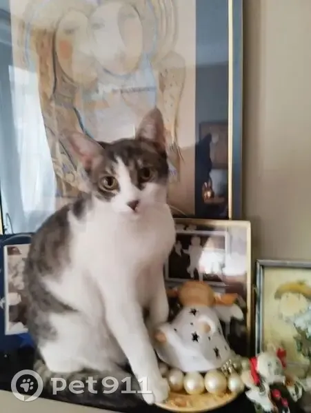 Пропала кошка, Сормовская улица, 29, Краснодар - выбежала ночью - photo