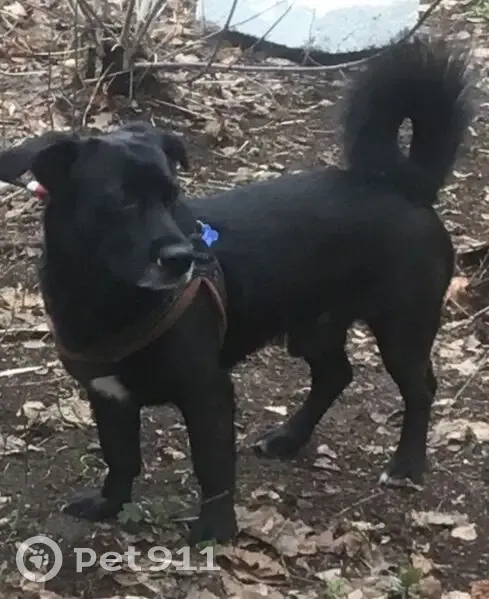Пропал собака, мужской, Интернациональная улица, 14, Удельная - photo