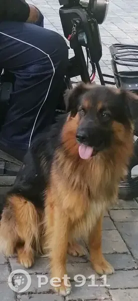 Пропала собака, улица Хайдара Бигичева, 35, Казань - спокойный характер - photo