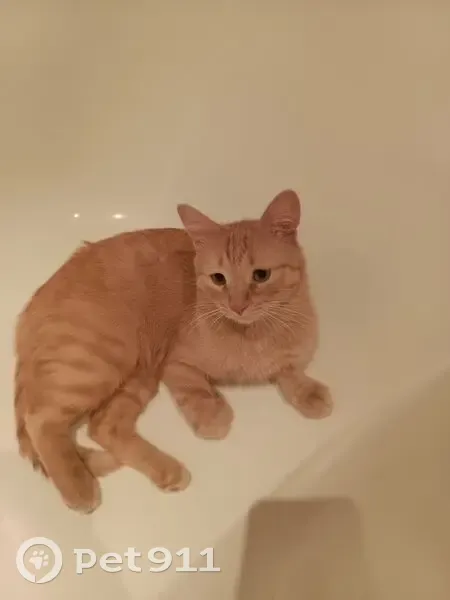 Пропал кот, улица Площадка РТС, 11, Белебей - рыжий, 3 года - photo