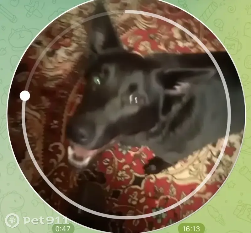 Пропала собака, женская, улица Погодина, Наро-Фоминск - черная с красным ошейником - photo