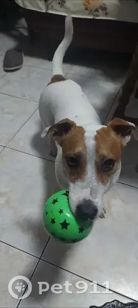 Пропал собака, Ставропольская улица, 179/1, Краснодар - откликается на Мася или Масяня - photo