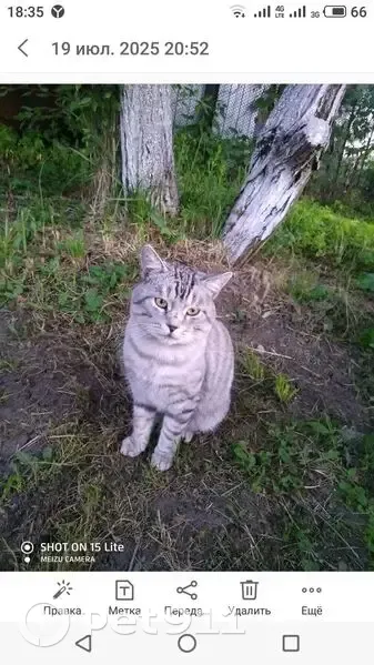 Пропал кот, улица Гайдара, 8, Балахна - шотландец с черным ошейником - photo
