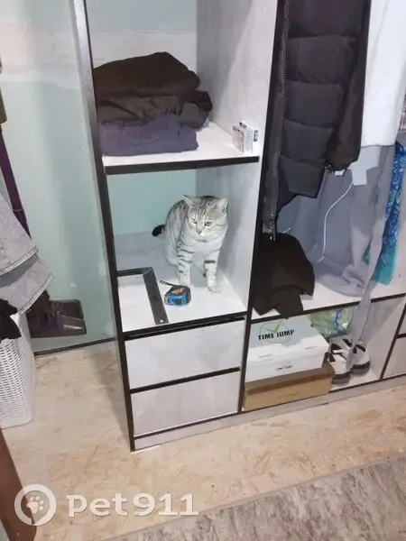 Пропал кот, Нижний Новгород - photo