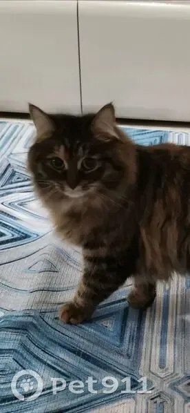 Пропала кошка, улица Растопчина, 27, Владимир - пушистая с кисточками в ушах - photo