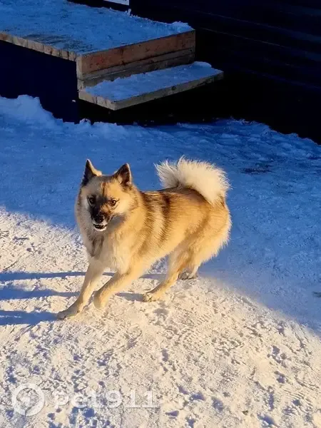 Пропал собака, Школьная улица, городской округ Ижевск - в бежевой шлейке и зелёным поводком - photo