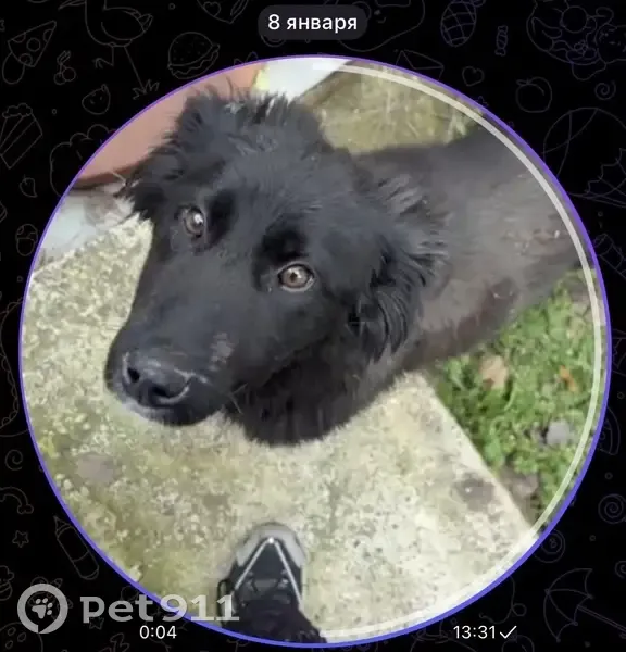 Пропала собака, женский пол, Молодёжная улица, 22, Южный - photo