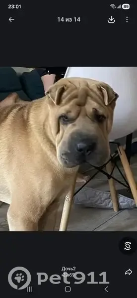 Пропала собака, мужской, Войсковая улица, 1, Новочеркасск - окрас светло-бежевый - photo