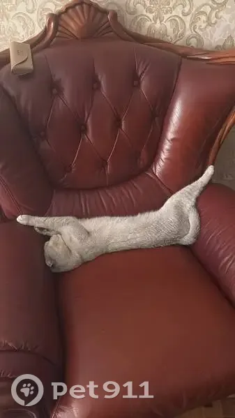 Пропал кот, Махачкала, Дагестан - Тарки Тау - photo