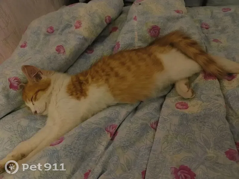 Пропала кошка, улица Клименко, 29/1, Новокузнецк - бело-рыжий цвет - photo