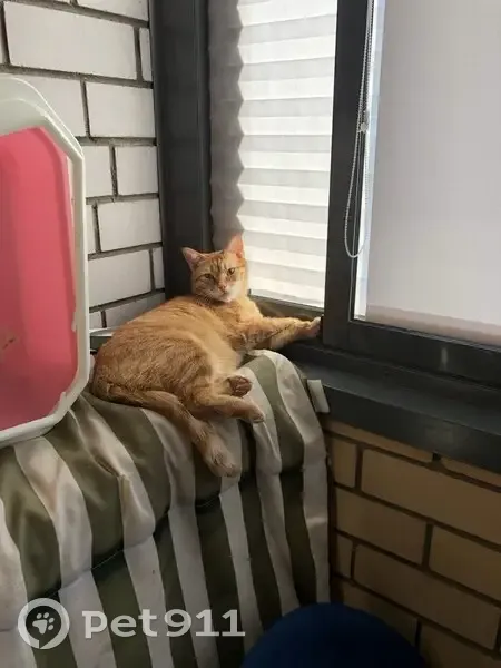 Пропала кошка, Рябеевское шоссе, 22, Тверь - рыжий с красным ошейником - photo