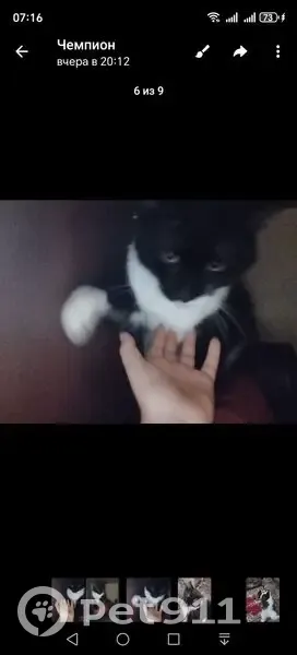 Пропал кот, Советская улица, Зарайск - чёрный с белыми пятнами - photo