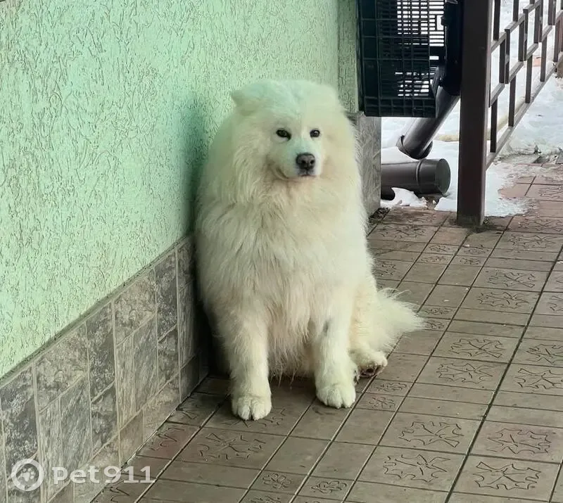 Пропала собака Мальчик, имени 9 Января (rl1136784) - photo